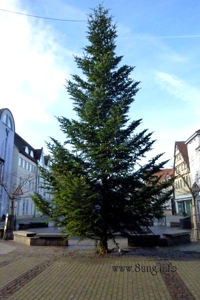 Weihnachtsstimmung - Weihnachtsbaum in Kirchheim unter Teck am 22.Dezember 2013