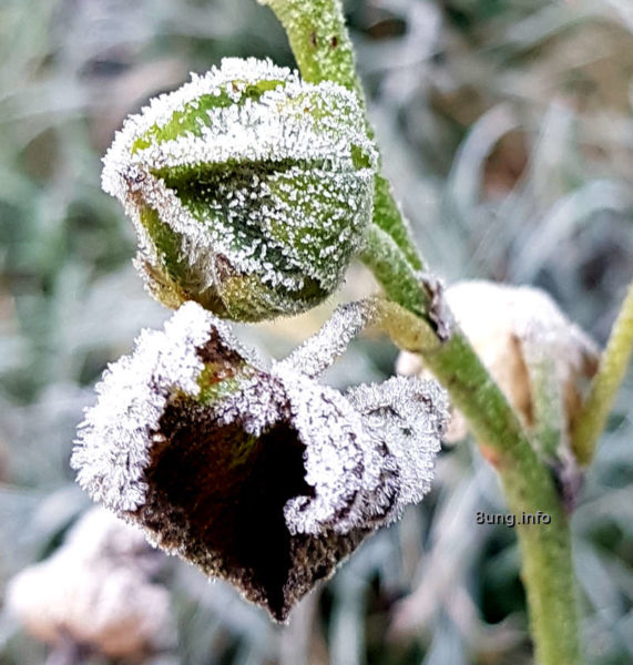 Garten im November - Eiskristalle auf Knospe und Blatt der Stockrose