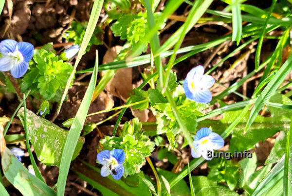 Osterwetter 2024 - Blumenbilder vom Osterspaziergang: Gamander ehrenpreis, blaue Blüten