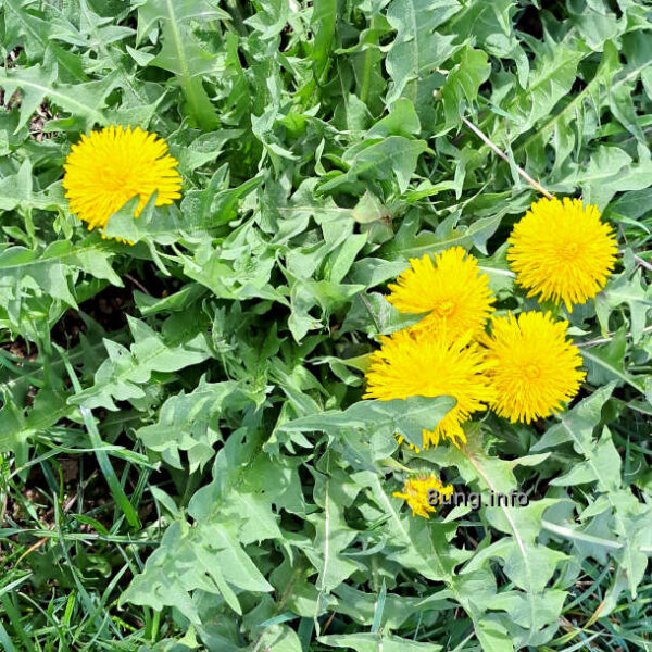 Osterwetter 2024 - Blumenbilder vom Osterspaziergang: Löwenzahn, gelbe Blüten