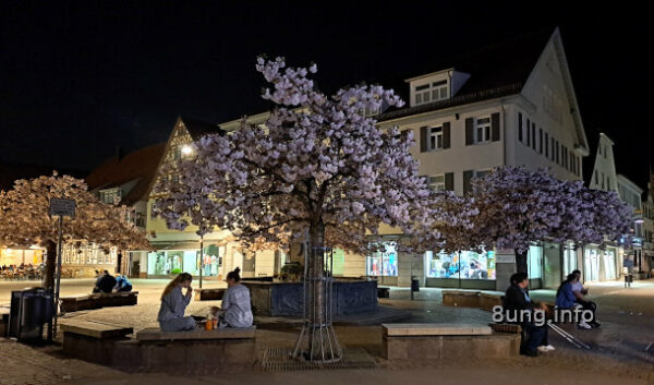 Blühende Kirschbäume bei Nacht auf dem Marktplatz
