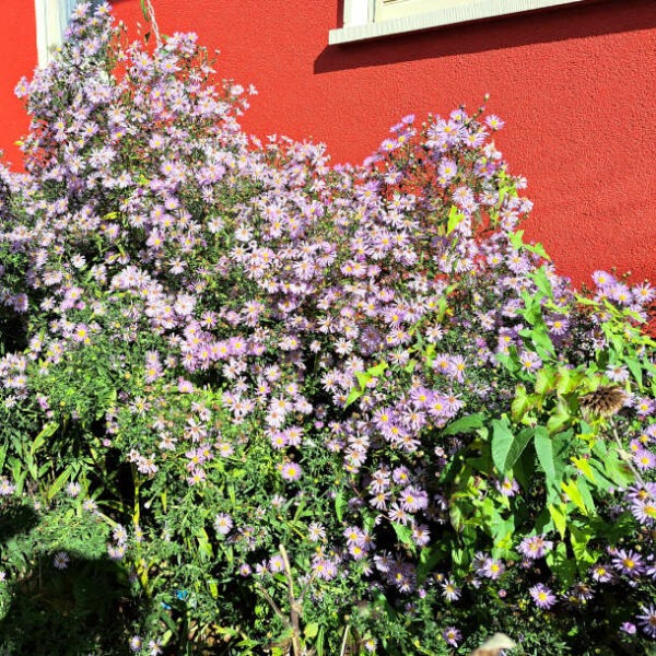 lila Sommerastern vor roter Hauswand